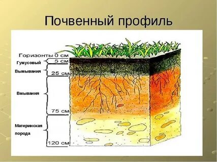 Строение почвы картинки