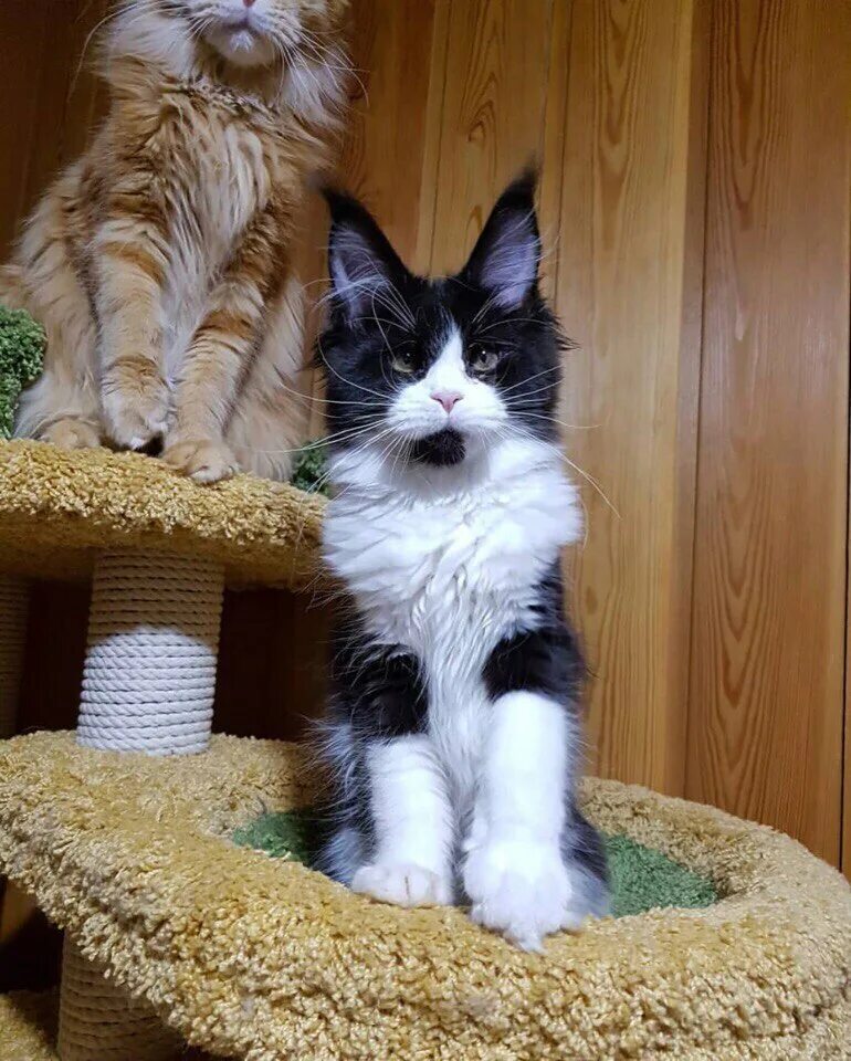 Украден котенок. Коты дорогие. выставочный котенок мейн кун. выставка мейн кунов. хаски и мейн кун.