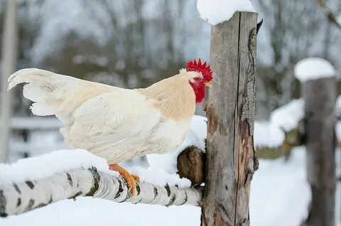 Кур снега