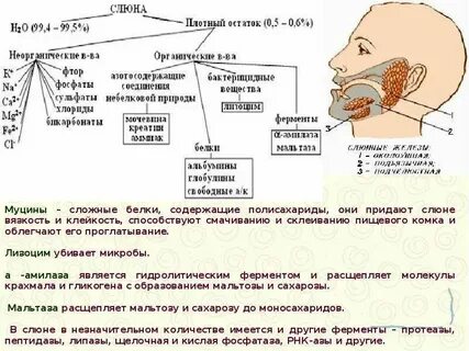 Обильные выделения слюны причина