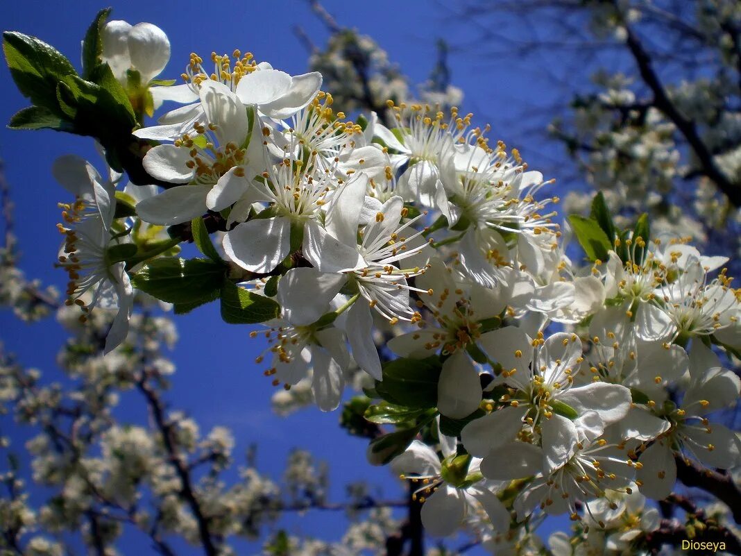 весеннее чудо