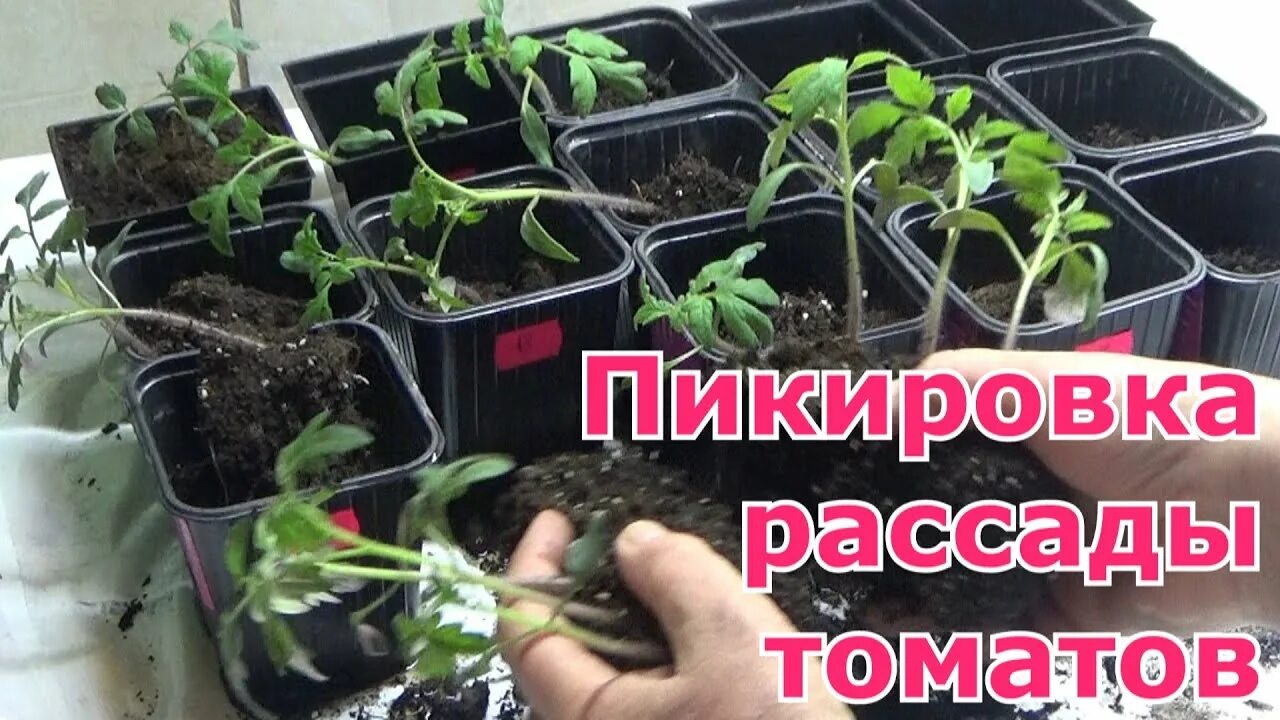 В какие числа апреля можно пересаживать помидоры. Пересадка томатов в стаканчики. как пикировать помидоры в стаканчики. пикировка томатов по два в один стаканчик. пересадка томатов в стаканчики благоприятные дни.