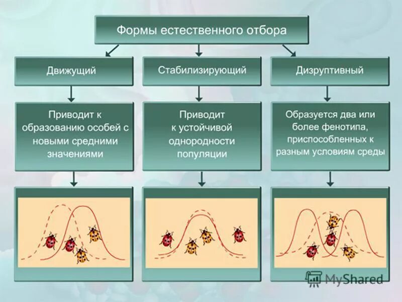 Сохраняет особей с полезными для них признаками. Формы естественного отбора биология 9 класс. Схема формы естественного отбора биология. Виды естественного отбора кратко.