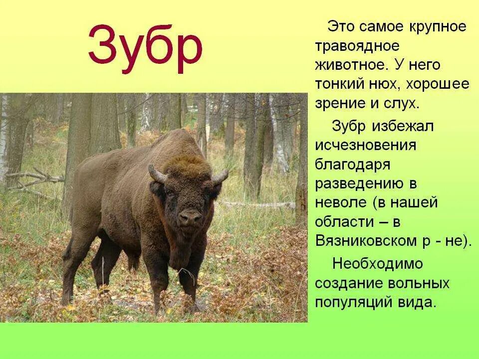 Животные красной книги зубр 2 класс
