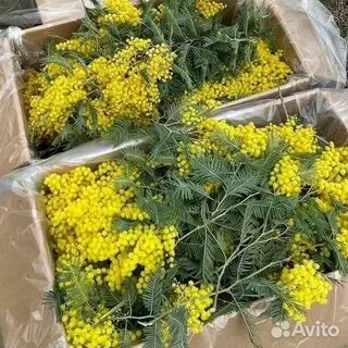Как выбрать мимозу при покупке