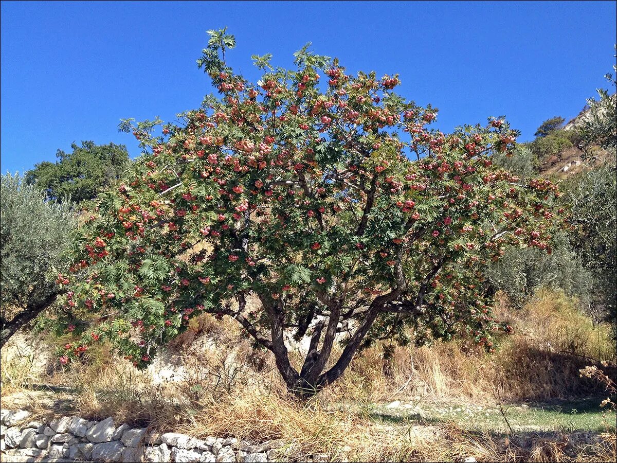 Жестколистные леса и кустарники Африки. Sorbus domestica. Субтропики Средиземноморья.