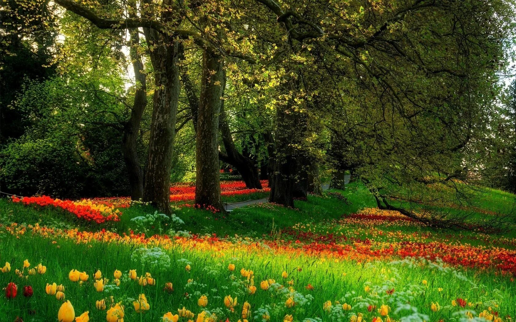 Красивая природа поляна. Флауэрс Гарден парк. Поляна с цветами. Поляна цветов в лесу.