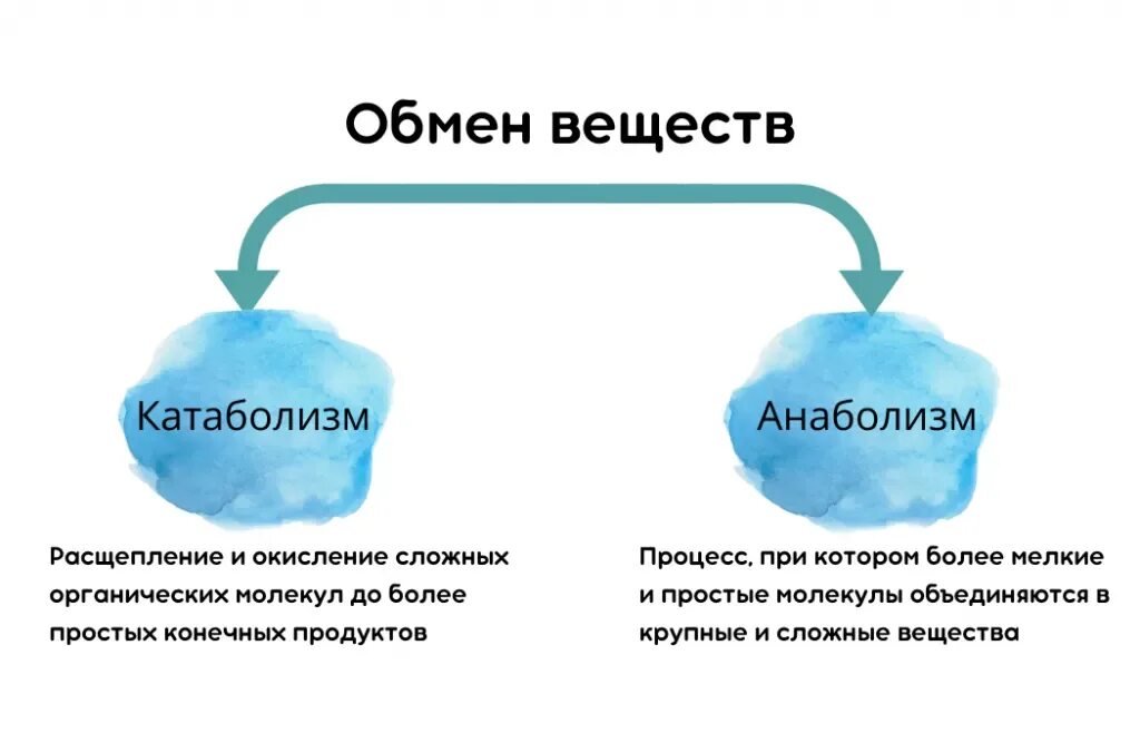 Обмен веществ. Замедленный обмен веществ. Обмен веществ анаболизм и катаболизм. Обмен веществ простыми словами.