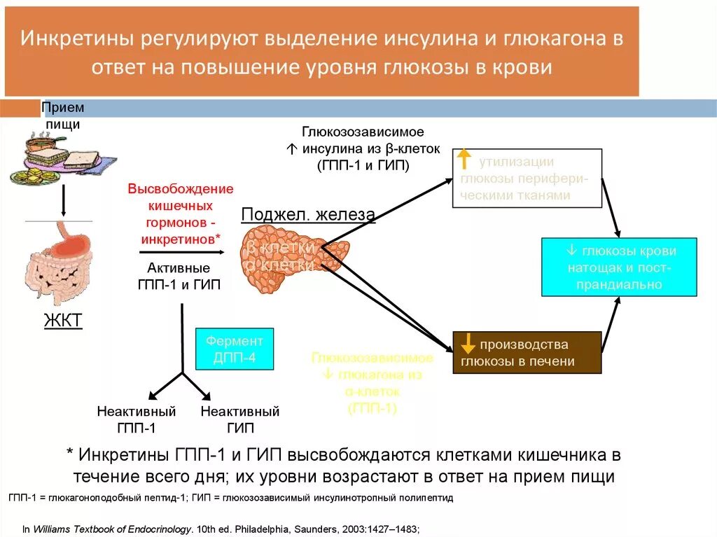 Механизм высвобождения инсулина. Инкретины гпп1. Сахарный диабет механизм инсулин. Влияние гормона инсулина на уровень сахара в крови.