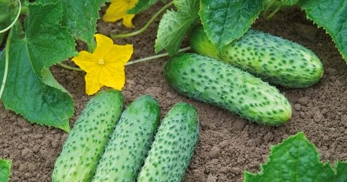 Огурец каскад f1. Сорт огурцов щедрик. Сорт огурцов щедрик. Сорт огурцов щедрик. Огурец щедрик f1 10шт/10.