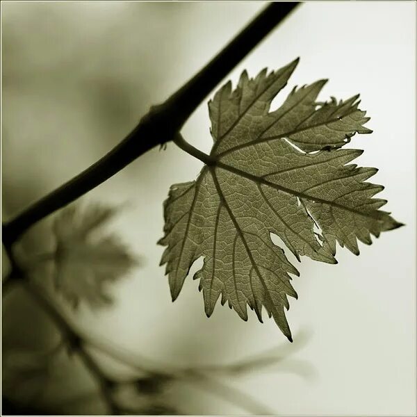 Последний лист о. Последний листик. О генри последний лист фото. Последний лист о. Последний лист картина.