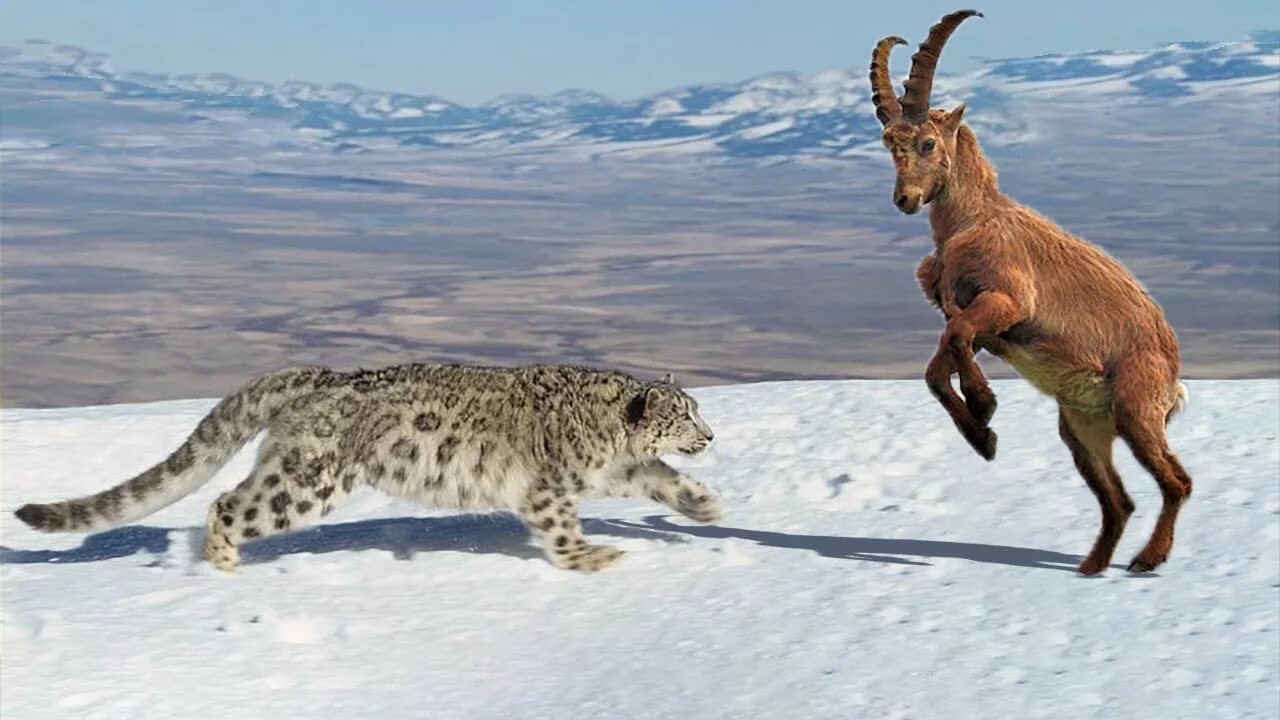 Снежный Барс и горный козел. Дальневосточный леопард охотится. Охота на леопардов. Охота леопарда на безоарового козла. Взрослый зверь падающей
