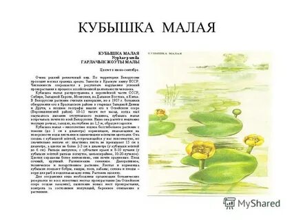 Описание кубышки
