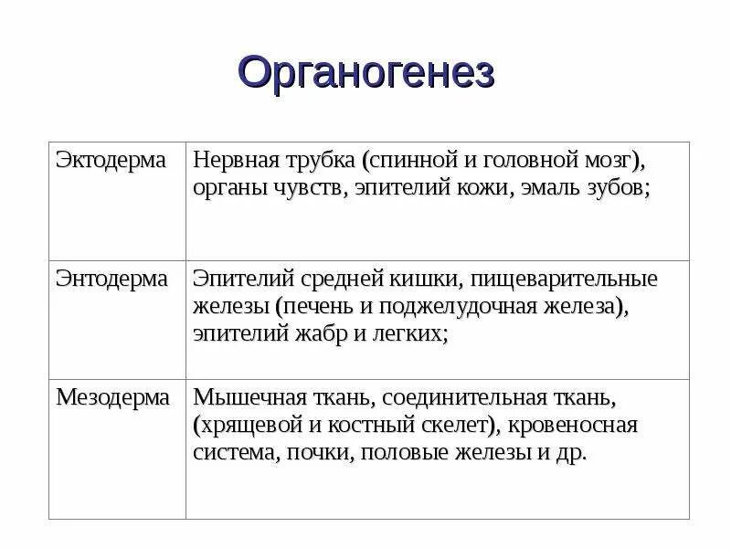 Три стадии характеризующие стадию органогенеза. Органогенез. Органогенез таблица. Органогенез человека. Органогенез это процесс формирования.