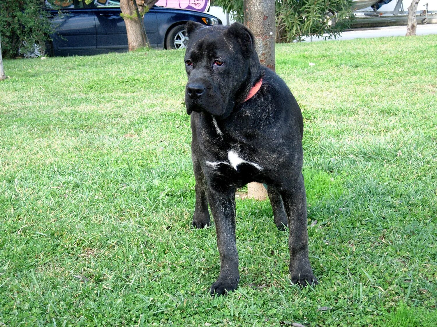 Кане корсо 6 месяцев фото Dog breeds Italian Corso Dog Photo 70439