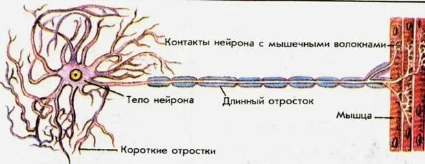 Короткие ветвящиеся отростки нервных клеток. Схема строения нервной клетки. Морфология нейронов. Короткие и длинные отростки нейрона. Название частей нейрона.