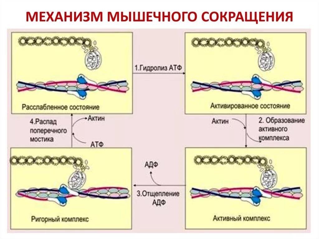 Состояние распада. Механизм сокращения мышечного волокна актин и миозин. Биохимические механизмы сокращения и расслабления мышц. Механизм сокращения скелетных мышц. Молекулярный механизм мышечного сокращения скелетной мышцы.