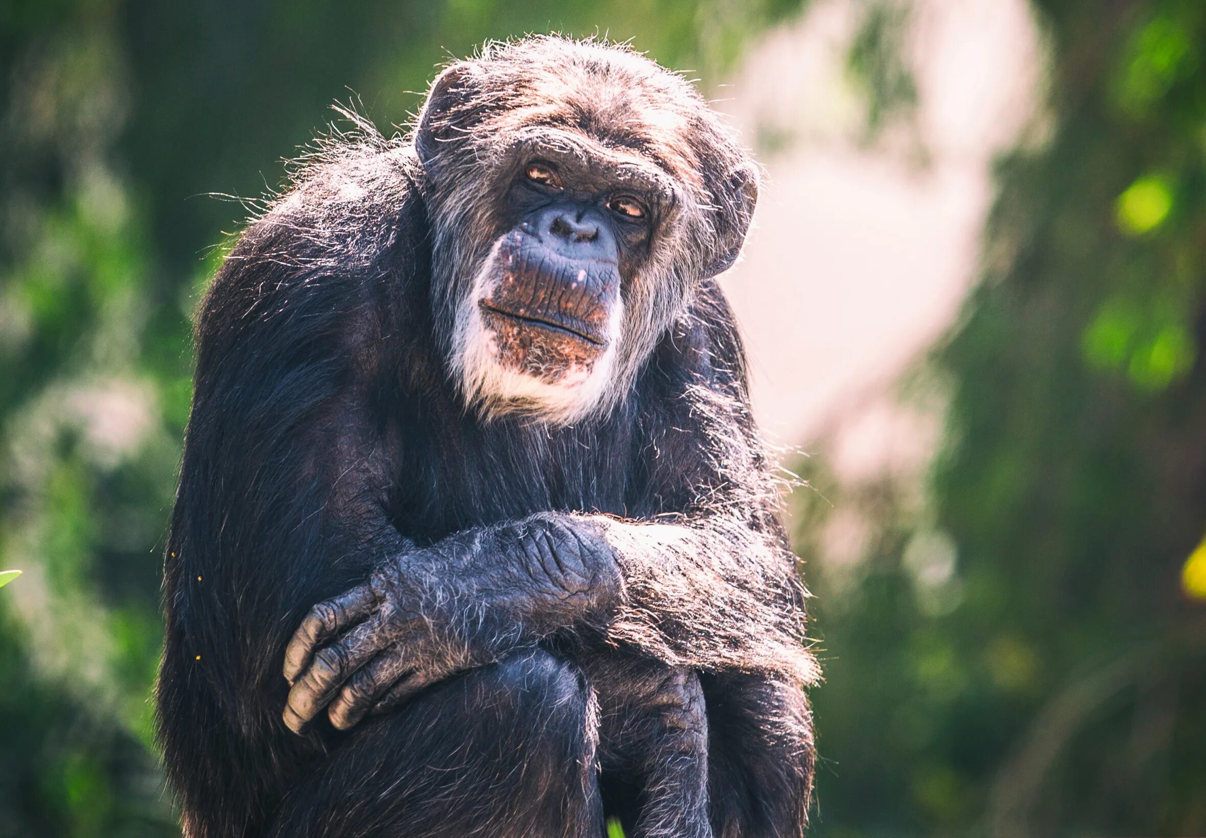 Приматы 1. Приматы 1. Две мартышки. Карликовый гиббон. Смешные обезьяны.