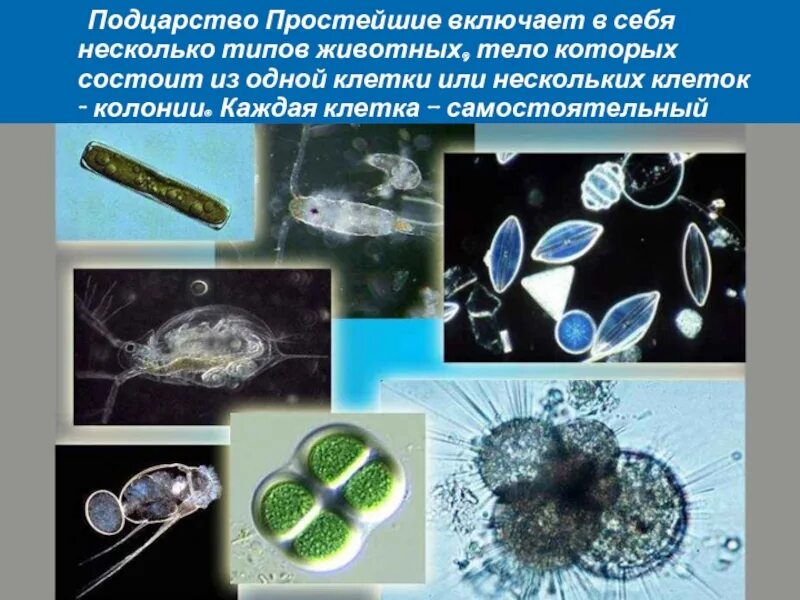 Организм простейших состоит из. Подцарство простейшие. Организмы из одной клетки. Простейшие Подцарство животных. Организмы состоящие из 1 клетки.