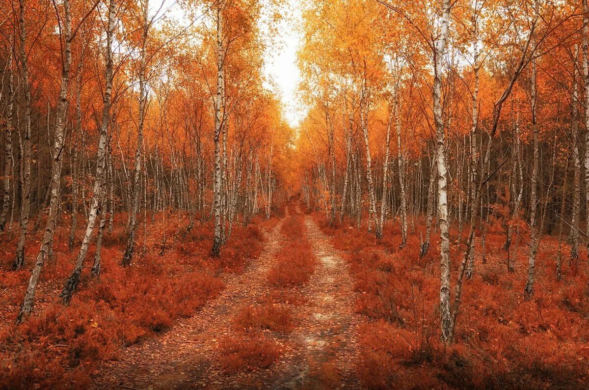 лес точно терем расписной лиловый золотой багряный. бунин лес багряный золотой. осенний березовый лес. лиловый золотой багряный. лес стоит багряный.