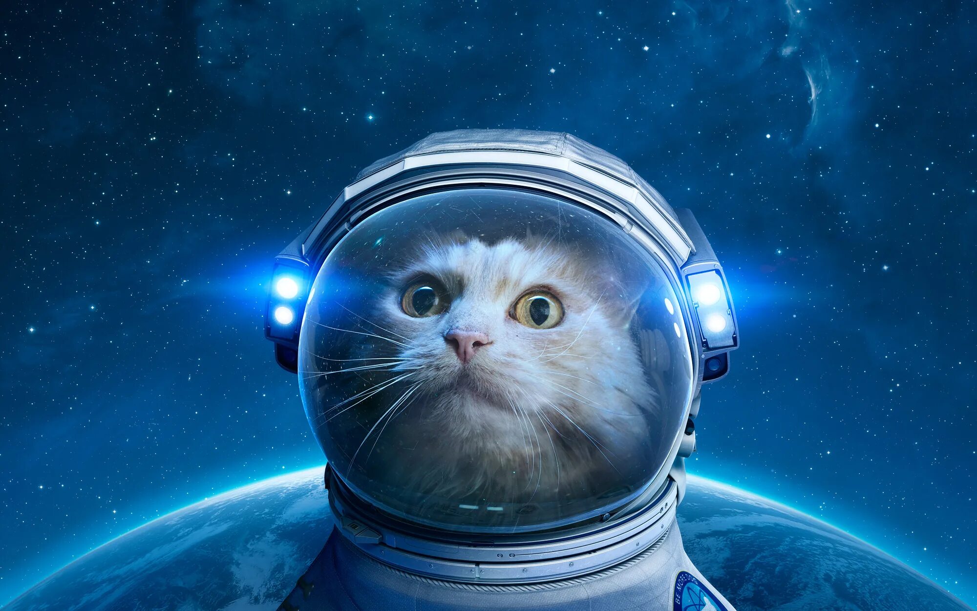 Space animals. Скафандр. Космический кот. Кот космонавт. Коты в скафандрах.