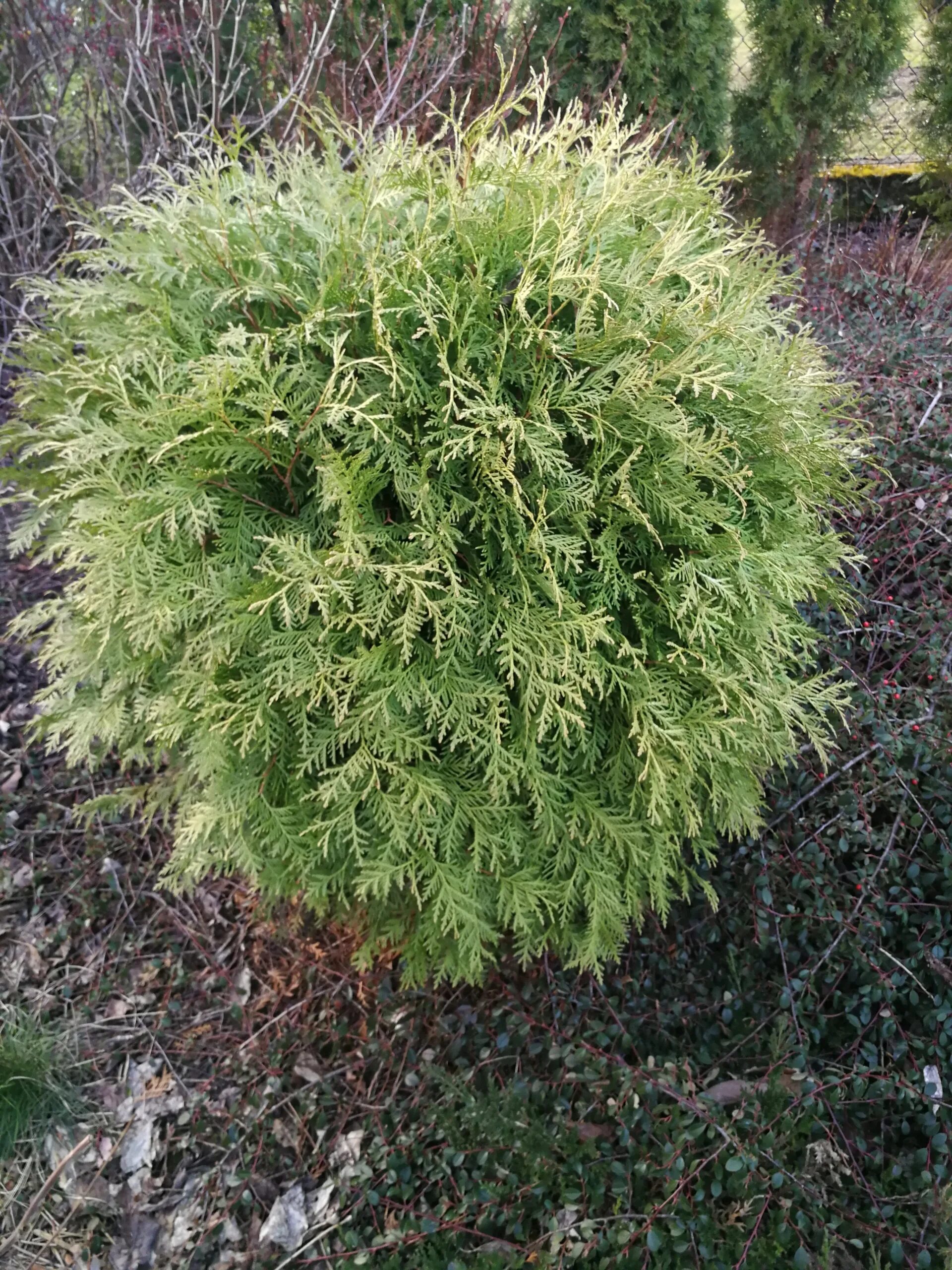 Туя Западная Глобоза Ауреа. Туя Западная globosa. Туя Западная globosa Aurea.