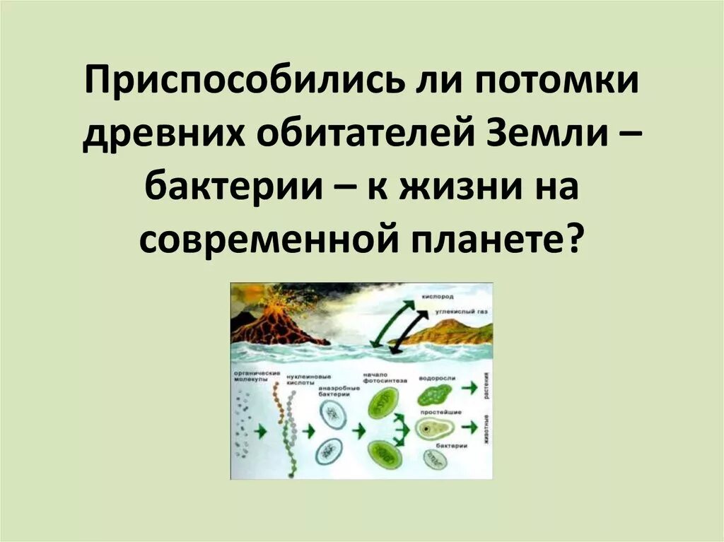 К какой группе обитателей почвы относятся микроорганизмы. Как приспосабливаются бактерии в почве. Как бактерии приспособились к жизни в почве. Как бактерии приспосабливаются к жизни. Жизнь на земле без бактерий.