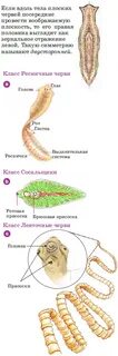 Плоские черви ресничные представители