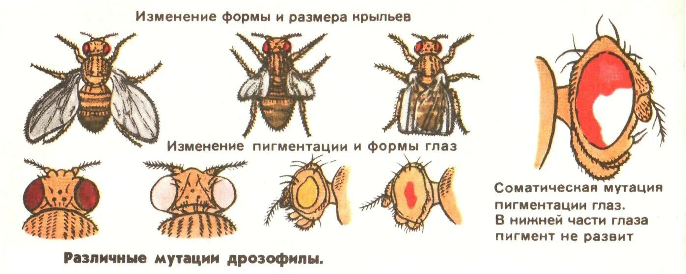 Какие причины могут вызвать мутации у дрозофил