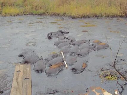 Утонувшие животные