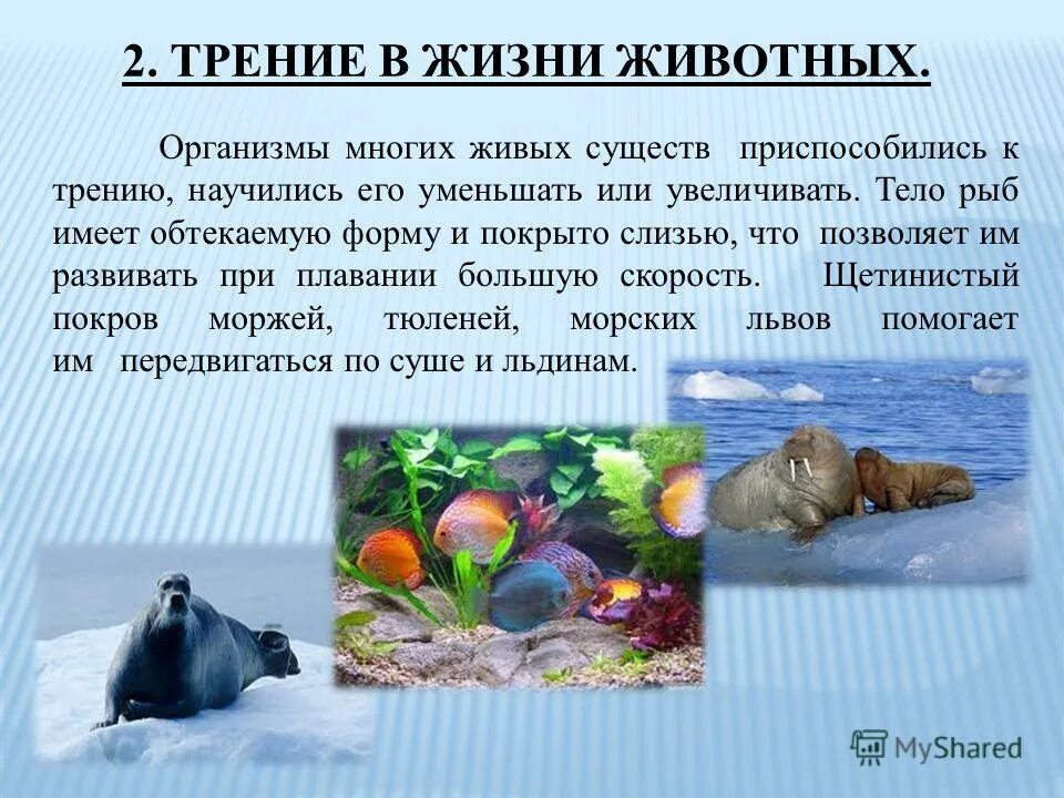 Роль животных в жизни человека. Интересные факты о животных. Жизнь животных зимой. Это интересно про животных. Сообщение на тему жизнь животных.