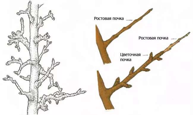 Плодовые почки на груше. Плодовые почки на яблоне. Цветочные почки на яблоне. Фомопсис яблони. Ветки волчки на плодовых деревьях.