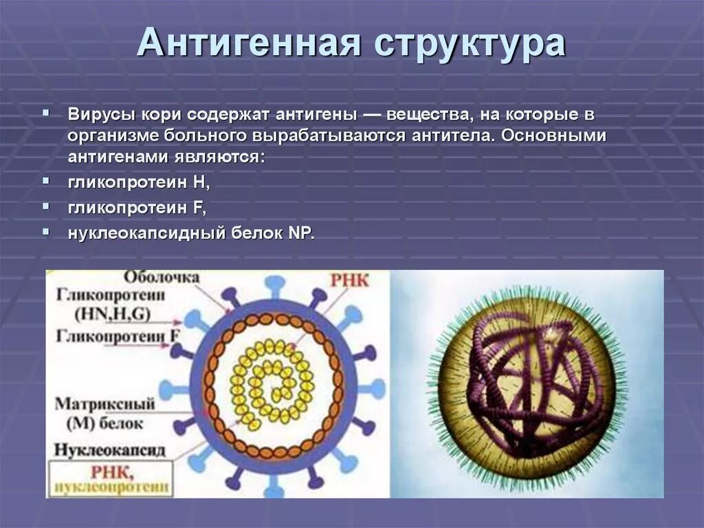 Вирус возбудителя кори. Антигенная структура вируса лейкоза КРС. Антигены вируса кори. Антигенная структура вируса кори. Строение вирусов микробиология.