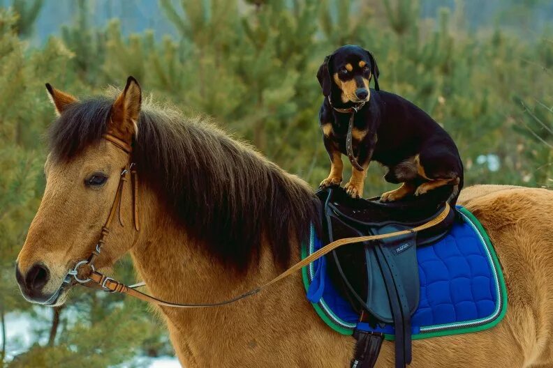 Дог и лошадь. Horse and Dog.