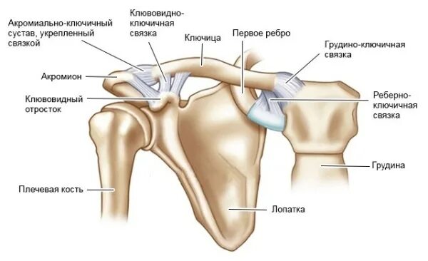 Артроз ключично акромиального сочленения плечевого. Акромиально-ключичное сочленение плечевого сустава анатомия. строение ключично – акромиальное сочленение связки. акромиально-ключичный сустав анатомия строение. грудино акромиальный сустав анатомия.