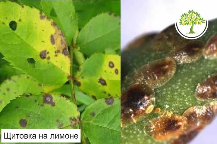 Как вылечить щитовку