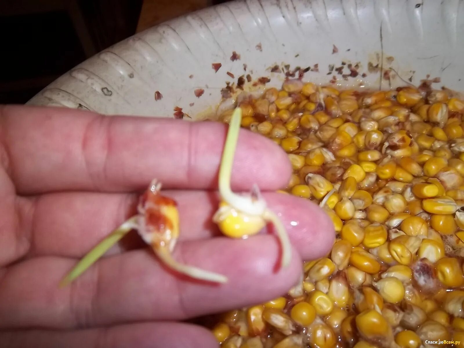 Замачивать ли семена кукурузы перед посадкой. Прорастание семян кукурузы. Пророщенные семена кукурузы. Пророщенная семечка кукурузы. Прорастить семена кукурузы.