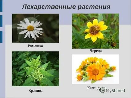 Лекарственные растения краснодарского края фото