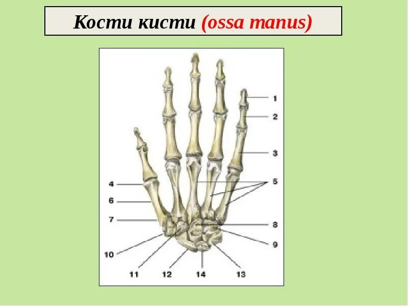 Головчатая кость кисти. Крючковидная кость кисти. Головчатая кость кисти. Полулунная кость кисти. Строение кисти гороховидная кость.