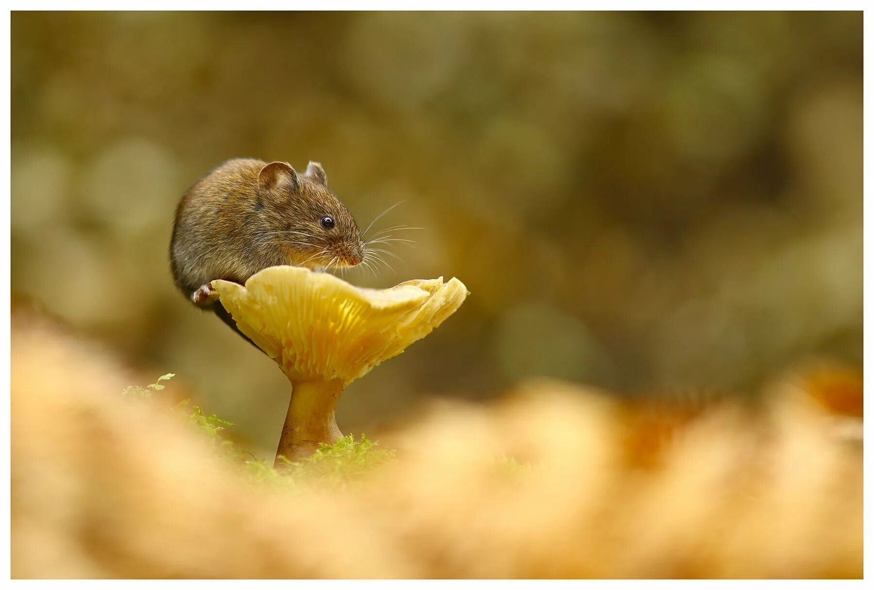 Полевая мышь убегает. Мышки в природе. Мышь в природе. Мышонок в природе. Мышонок в траве.