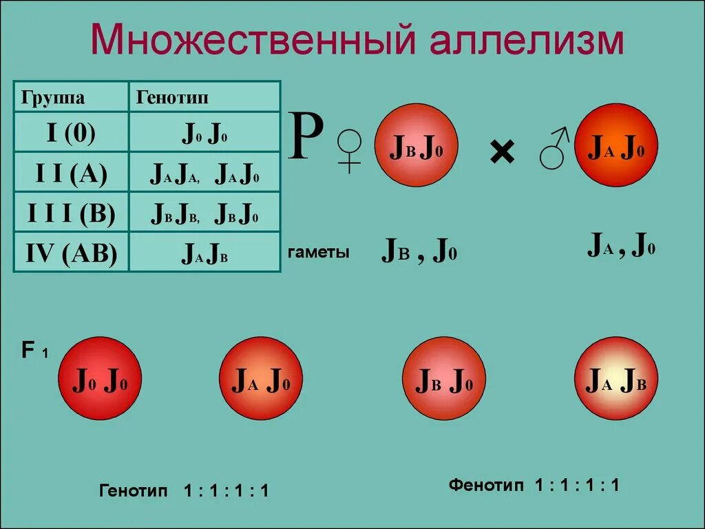 Задачи на множественный аллелизм. Задачи по генетике на множественный аллелизм. Множественный аллелизм схема скрещивания. Множественных Алленизм.