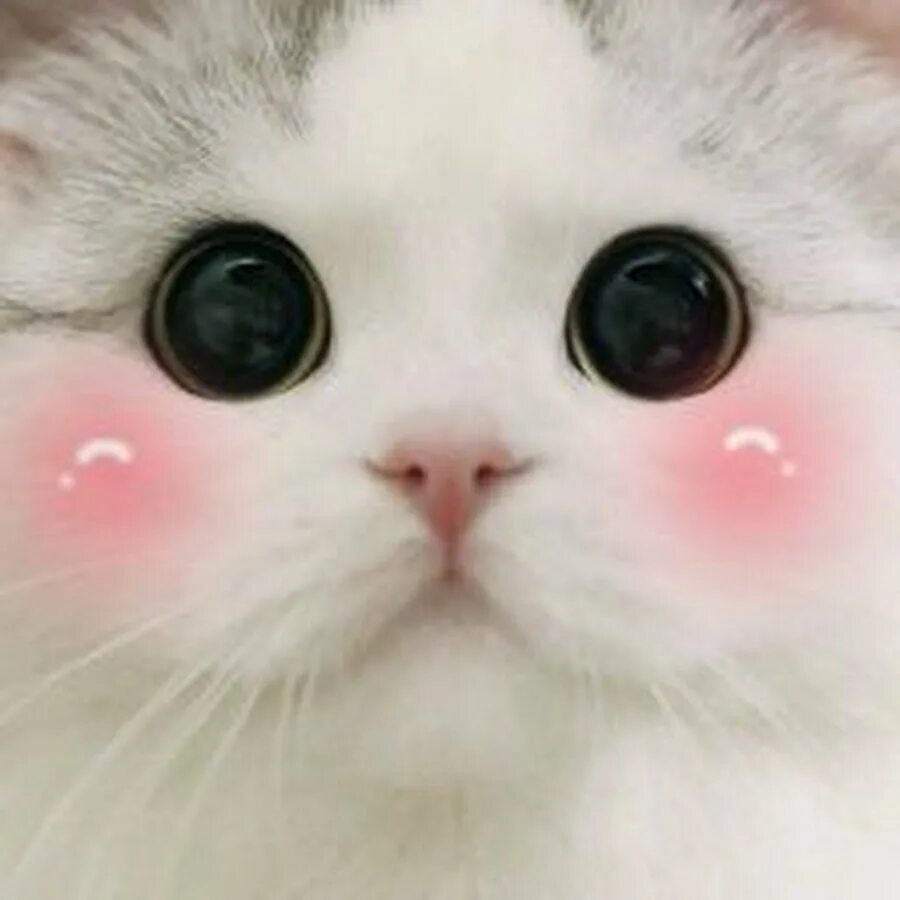 Милые коты. Милый кот. Няшные котики. Котик с розовыми щечками.