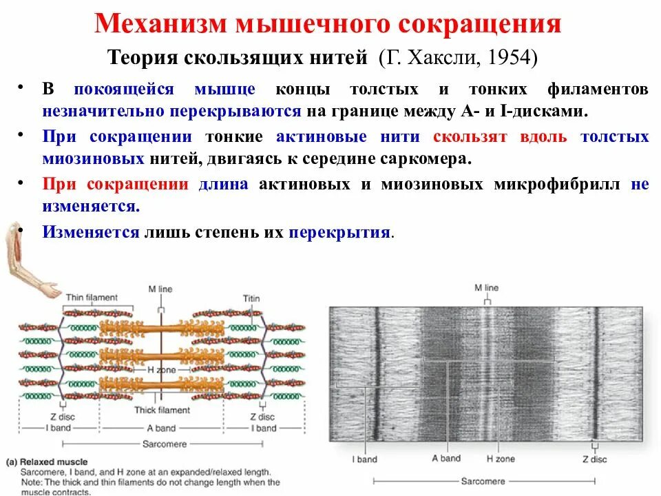 Последовательность мышечных элементов. Механизм сокращения мышечное волокно скелетной мышцы. Схема сокращения скелетной мышцы. Схема сокращения мышечного волокна. Механизм скользящих нитей физиология.