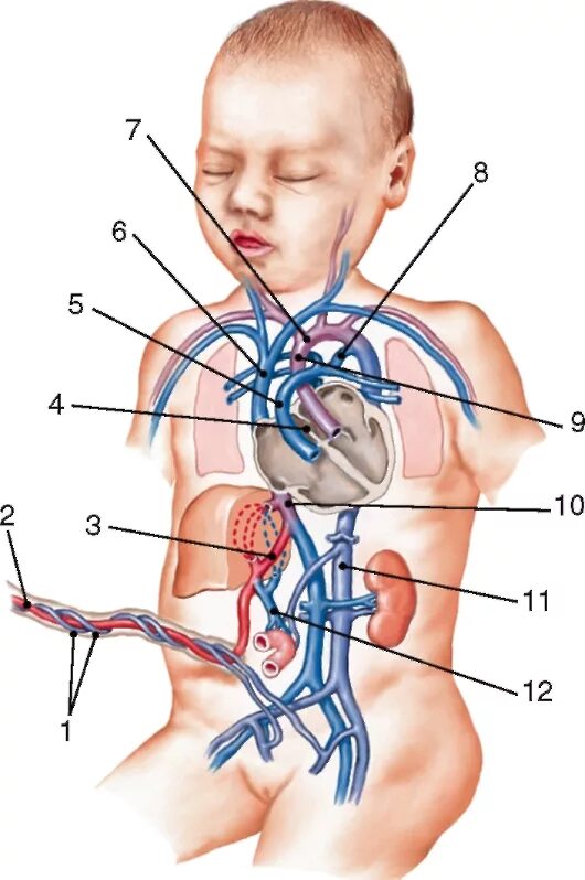 Пупочная Вена анатомия. Кровообращение плода пупочная Вена. Венозный проток пупочная Вена. Плацентарное кровообращение плода. Гемодинамика у детей
