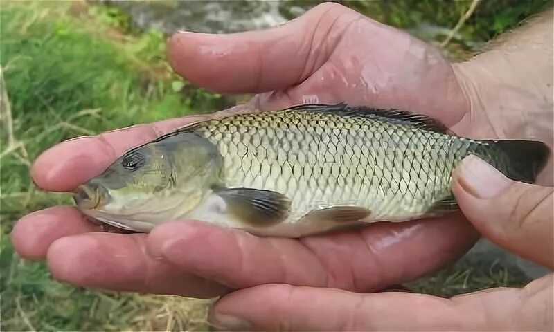 Мелкий сазан. Мелкий сазан. Карп (cyprinus carpio). Карп обыкновенный – cyprinus carpio. Мелкий сазан.