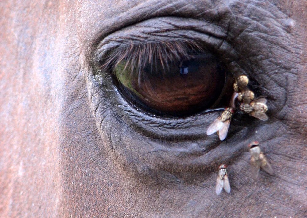 муха лошадь