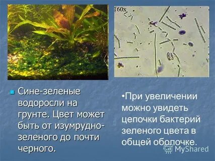 Когда появились сине зеленые водоросли