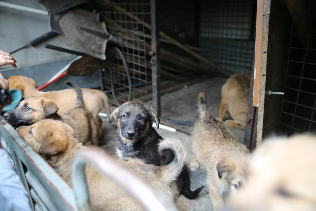 красноуральск приют для животных