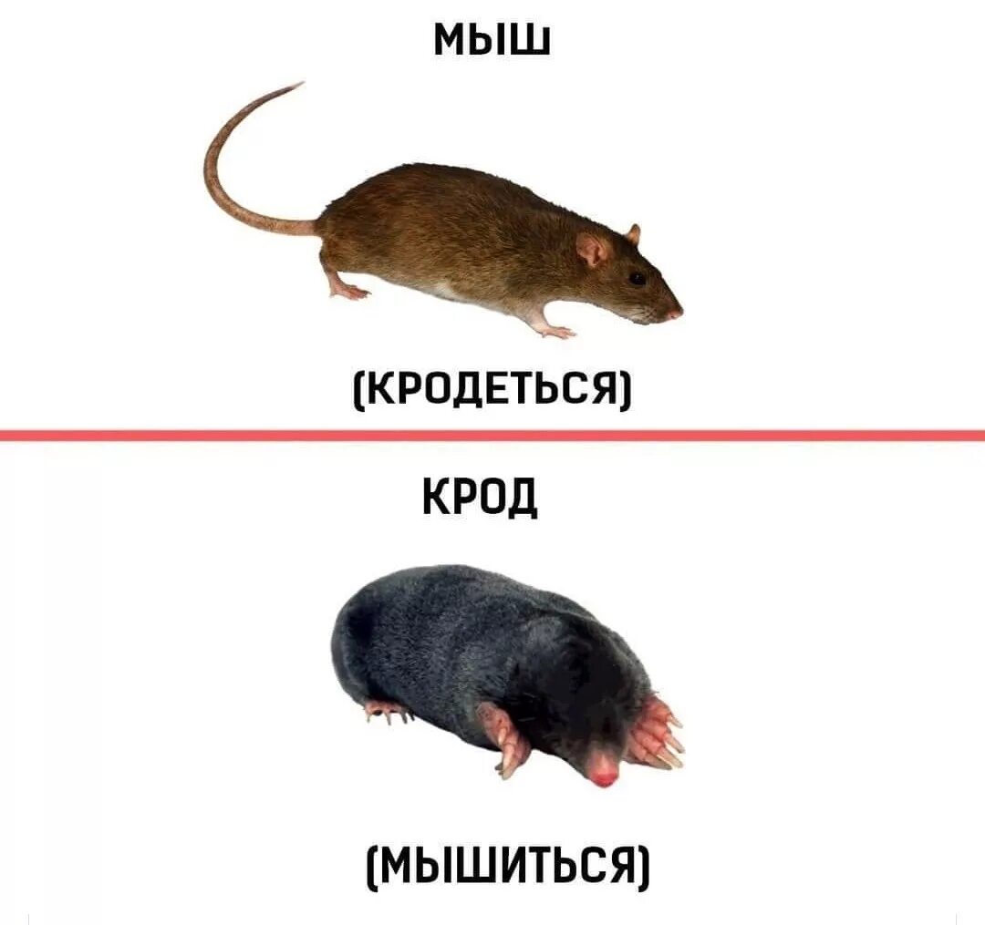 А эта по классу крадется как мышь. Мышь крадется. мышь мем. мемы мышь крадется. мемы с мышами.