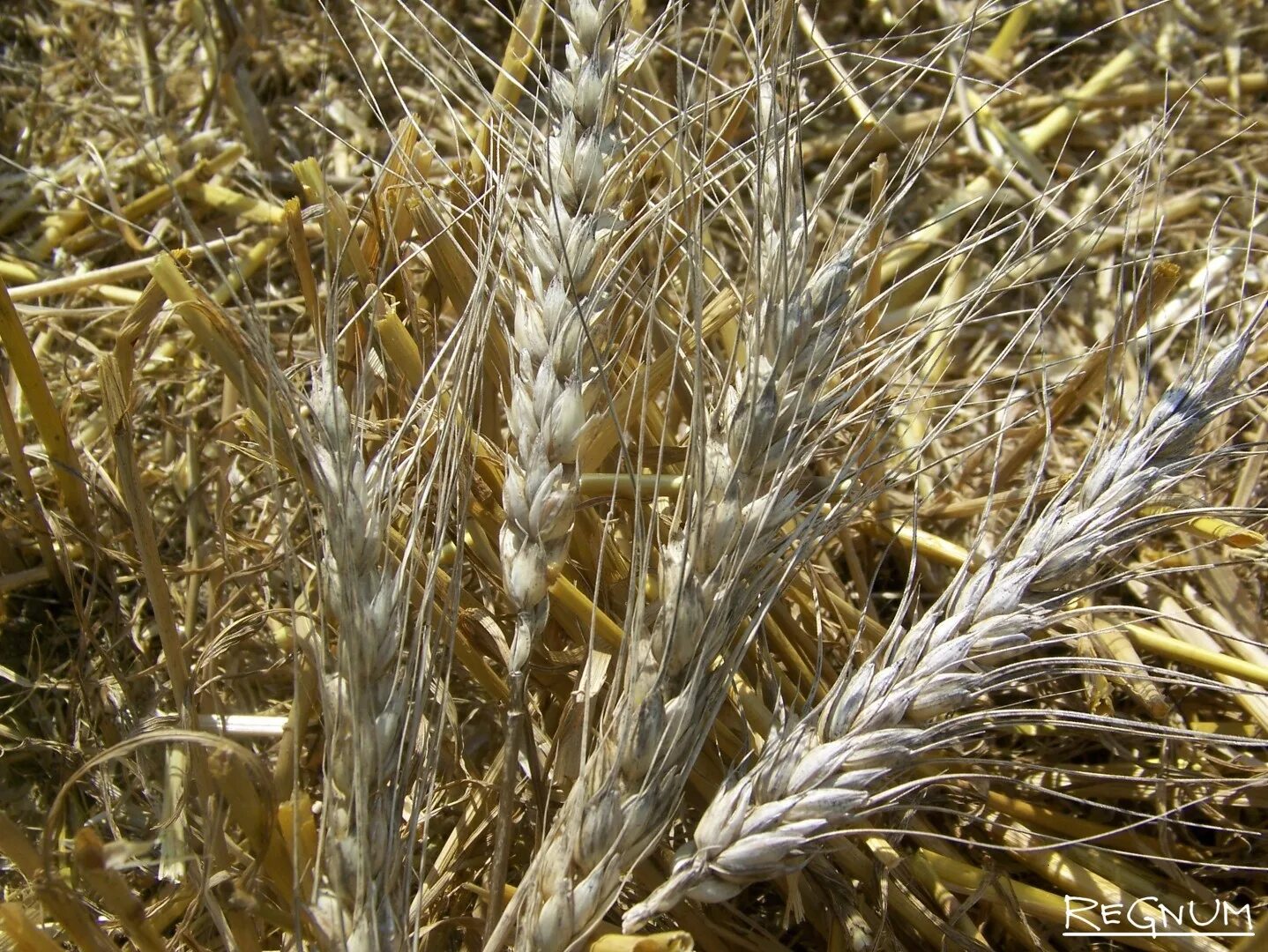 Алтайская пшеница. Пшеница яровая ульяновская 105. Пшеница кубани. Шип пшеницы. Пшеница алтайская 75.